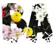 Font with a beautiful png background